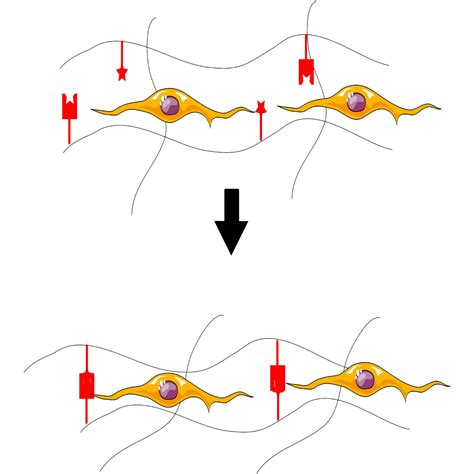 fbs sex|Dynamically stiffening biomaterials reveal age.